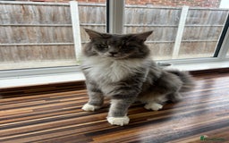 Maine Coon cats for sale: Maine coon mother and son  - Image 3