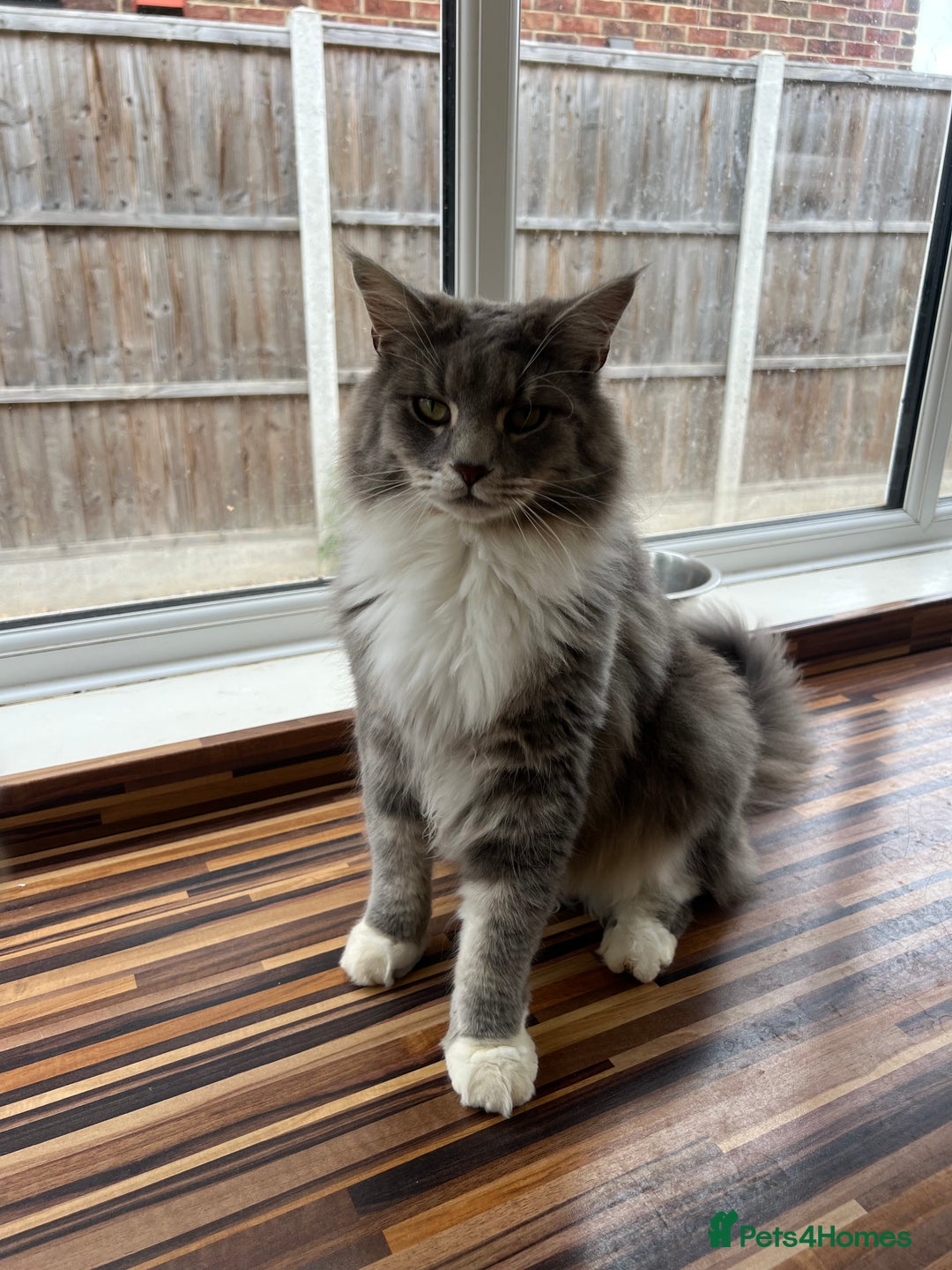 Maine Coon cats for sale: Maine coon mother and son  - Image 3