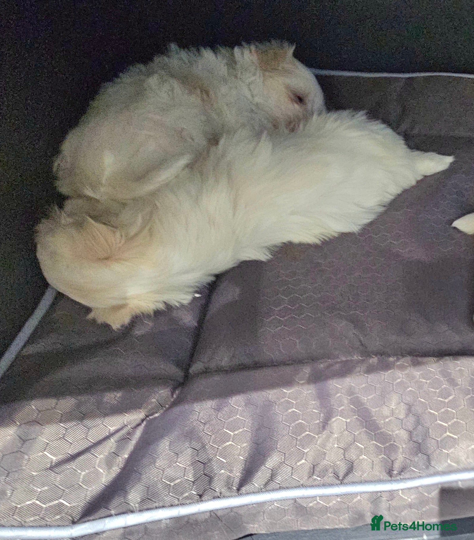 Maltese dogs Maltese last  girl  available  - Advert 2