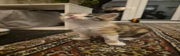 British Shorthair cats for sale: Beautiful kittens - Advert 14