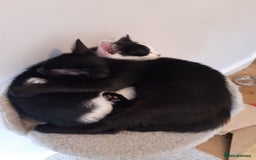 Domestic Shorthair cats for sale: 2 Gorgeous Pairs Of Kittens - Image 2