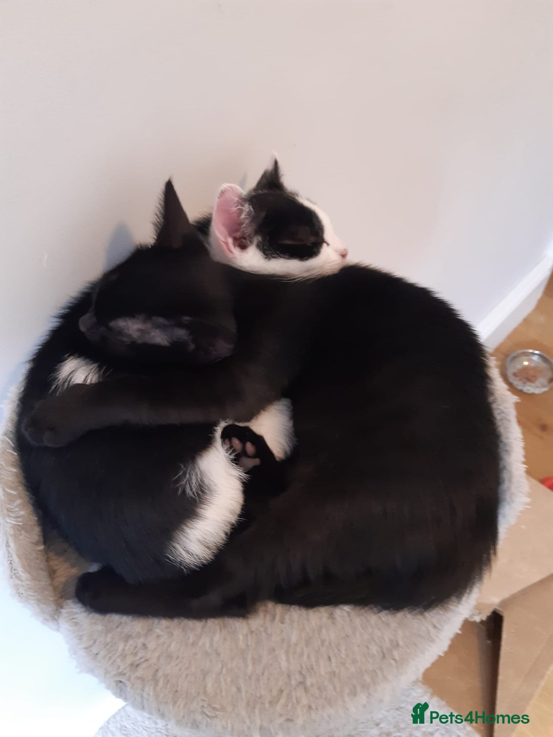 Domestic Shorthair cats for sale: 2 Gorgeous Pairs Of Kittens - Image 2