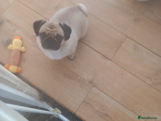 Pug dogs Black pug puppies for sale - Advert 1