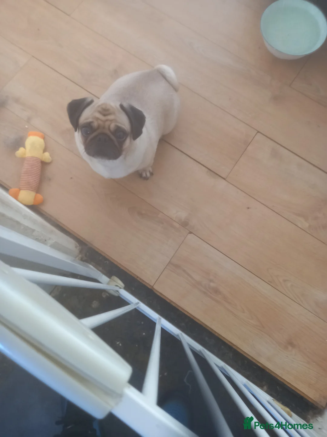 Pug dogs for sale:  Black boy pug puppies for sale - Advert 3