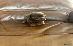 Mixed Breed dogs for sale: Dachshund x puppies  - Image 4