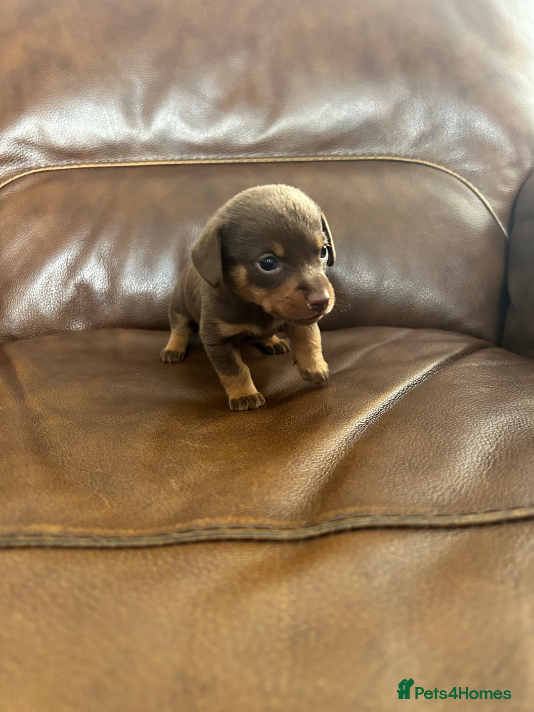 Mixed Breed dogs for sale: Dachshund x puppies  - Image 4
