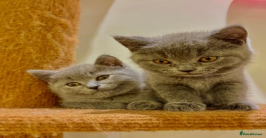 British Shorthair cats - Advert 7