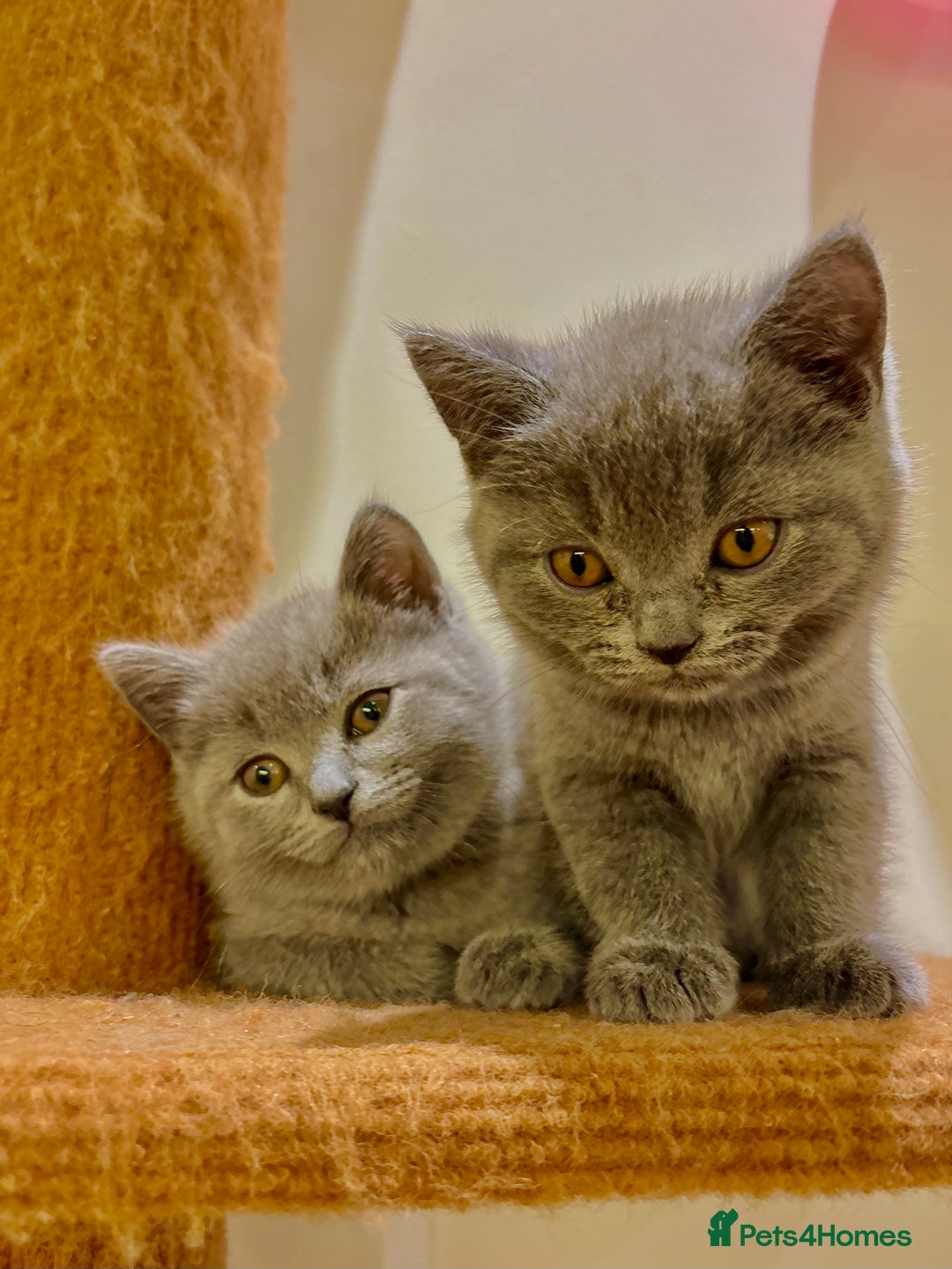 British Shorthair cats for sale: Beautiful Chunky British Shorthair Kittens Pure - Image 3