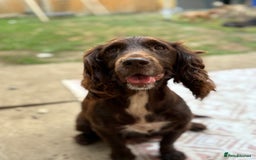 Sprocker dogs for sale: 2 sprocker girls  - Image 5