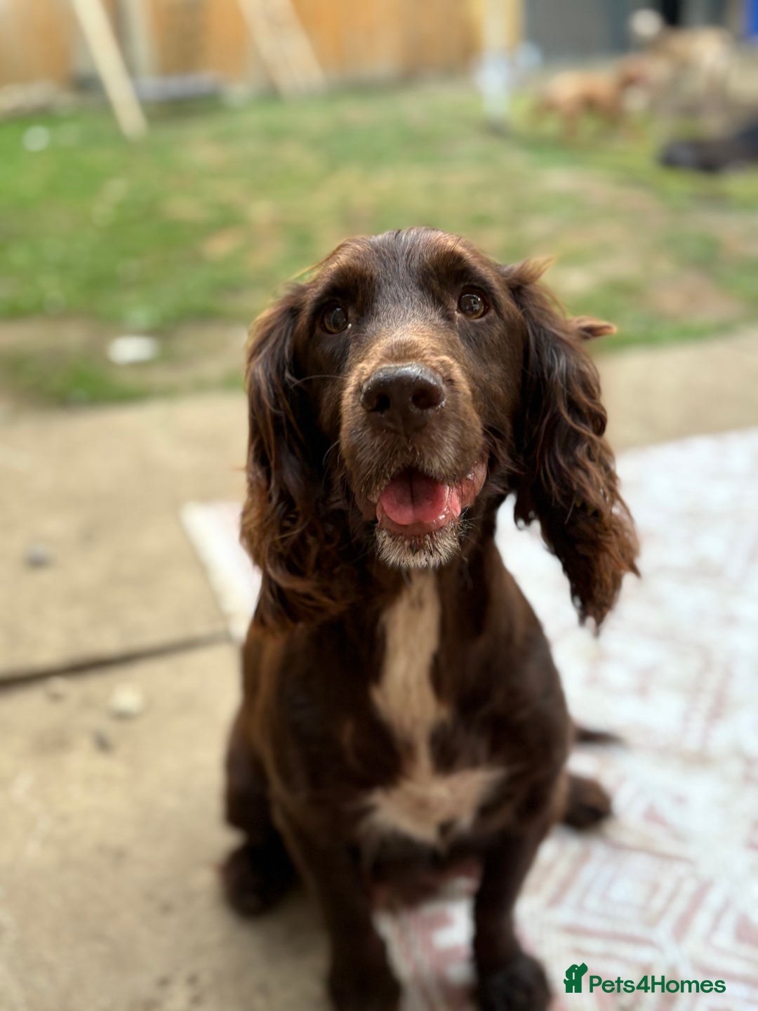 Sprocker dogs for sale: 2 sprocker girls  - Image 5