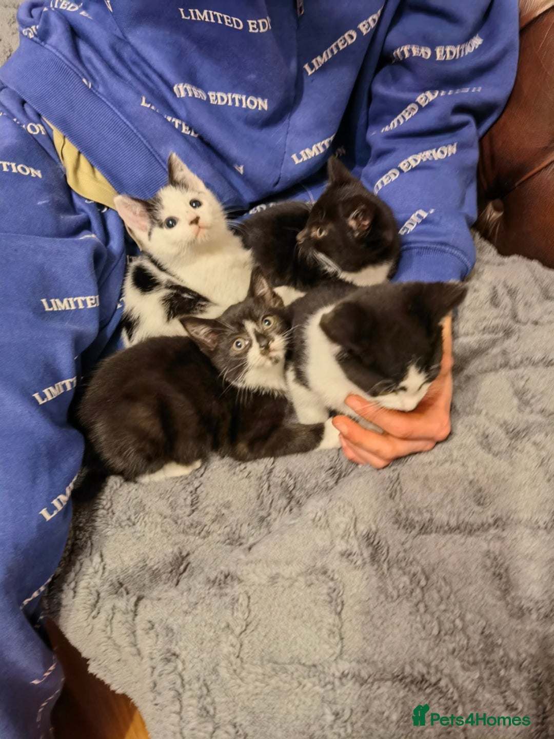 Mixed Breed cats for sale: Cute fluffy kittens black and white boys and girls - Image 4