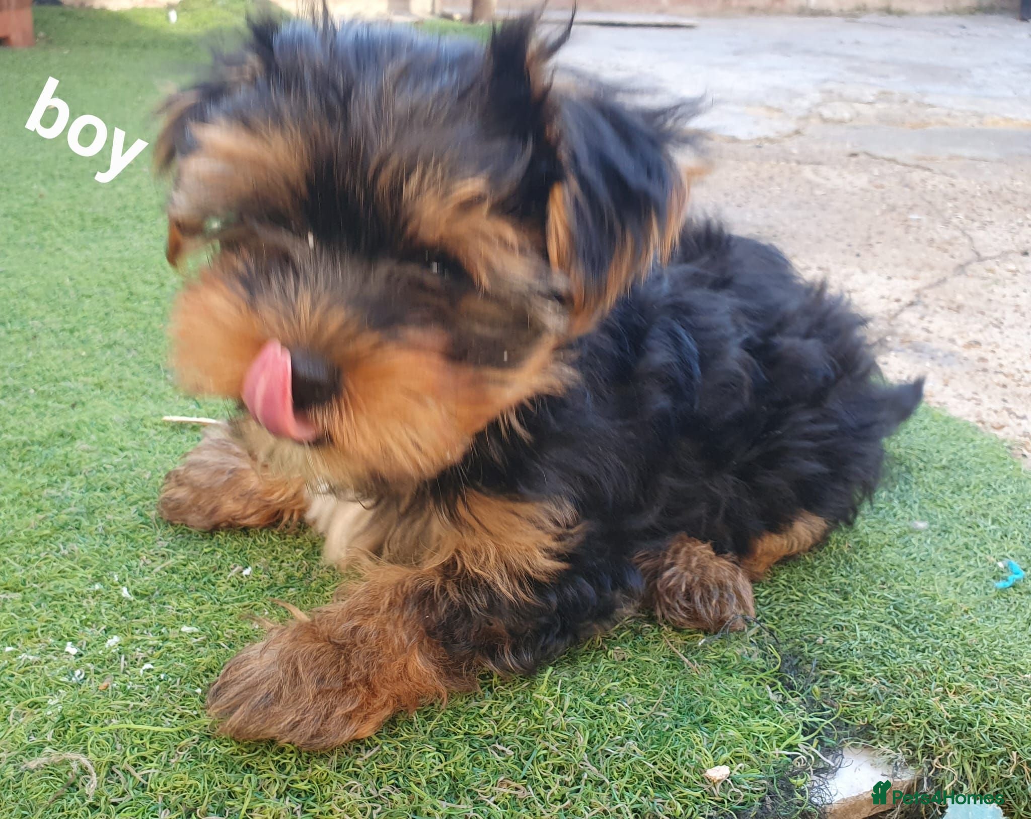 Yorkshire Terrier dogs Yorkshire terrier puppies 8 weeks old  - Advert 12