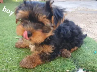 Yorkshire Terrier dogs Yorkshire terrier puppies 8 weeks old - Advert 12