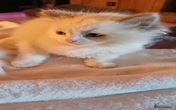 Ragdoll cats for sale: 2 ragdolls for sale - Image 7
