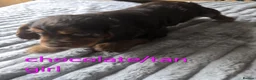 Cocker Spaniel dogs for sale: Beautiful working cocker spaniel puppies  - Advert 4