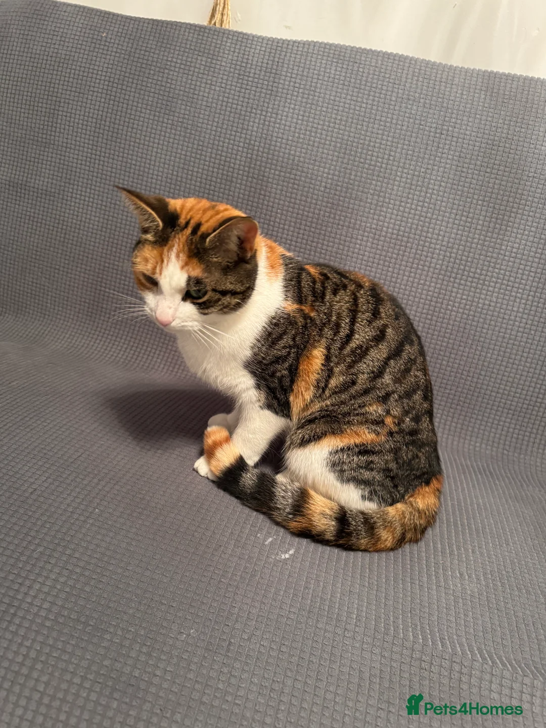 British Shorthair cats for sale: Cute cat - Advert 5