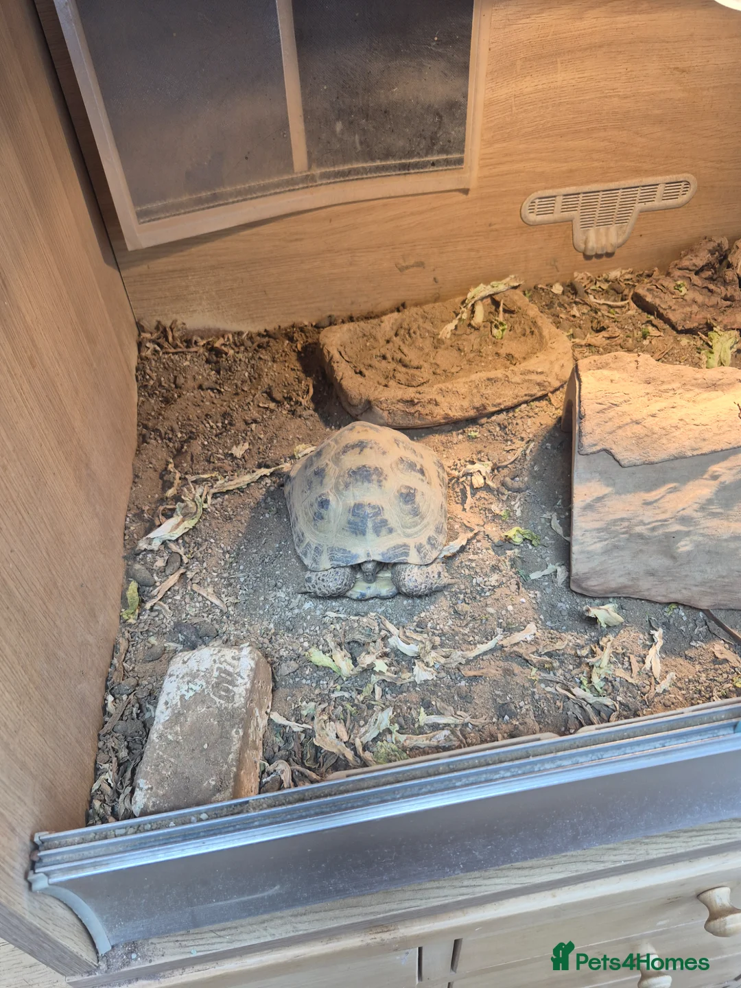 Tortoise reptiles for sale: Two Horsefield Tortoises  - Advert 2