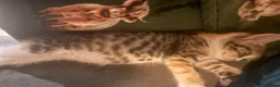 Mixed Breed cats for sale: 5 gorgeous kittens  in Feltham - Advert 10