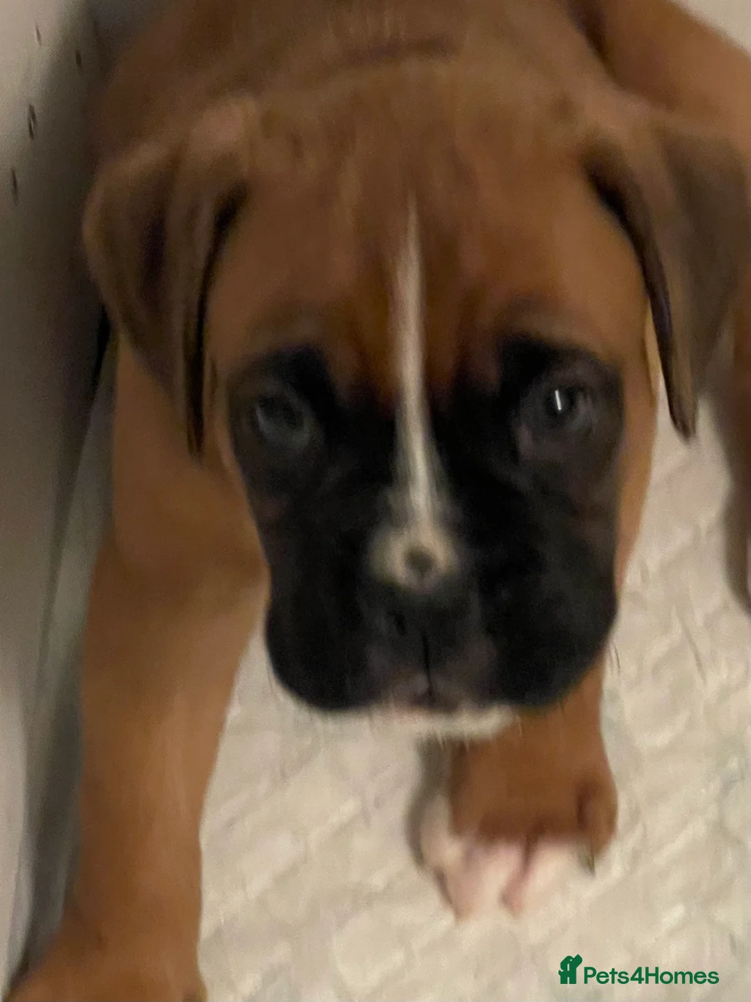 Boxer dogs for sale:  Stunning KC reg bobtailed boxers *1 girl left* - Advert 30