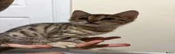 Bengal cats for sale: Bengal Mix kittens 🐱  in Hinckley - Advert 17