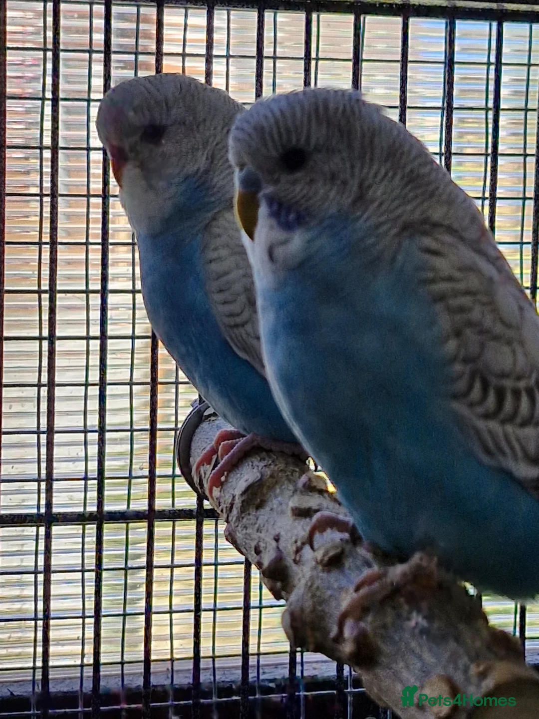 Budgerigars birds for sale: 6 Baby Budgies for sale - Advert 2