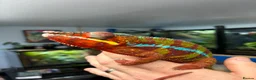 Chameleon reptiles for sale: Ambilobe panther chameleon  - Advert 4