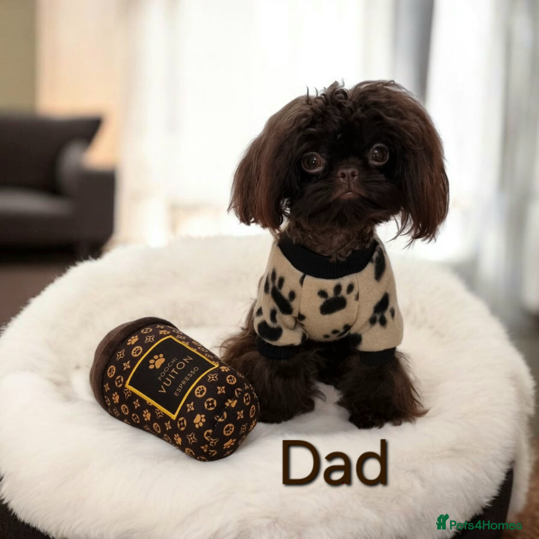 Shih Tzu dogs for sale: Last gorgeous tiny chocolate boy available - Advert 5