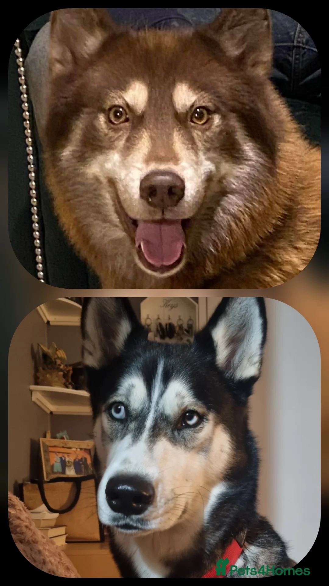 Siberian Husky dogs for sale: Siberian huskies - Advert 5