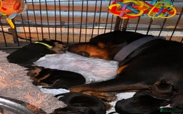 Rottweiler dogs for sale: Rottweiler puppies  - Image 5