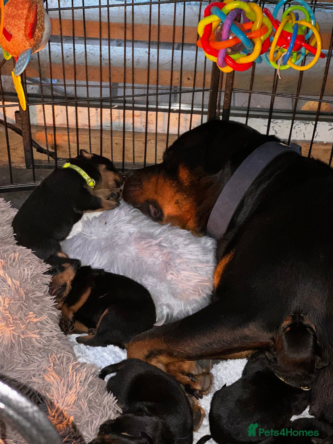 Rottweiler dogs for sale: Rottweiler puppies  - Image 5