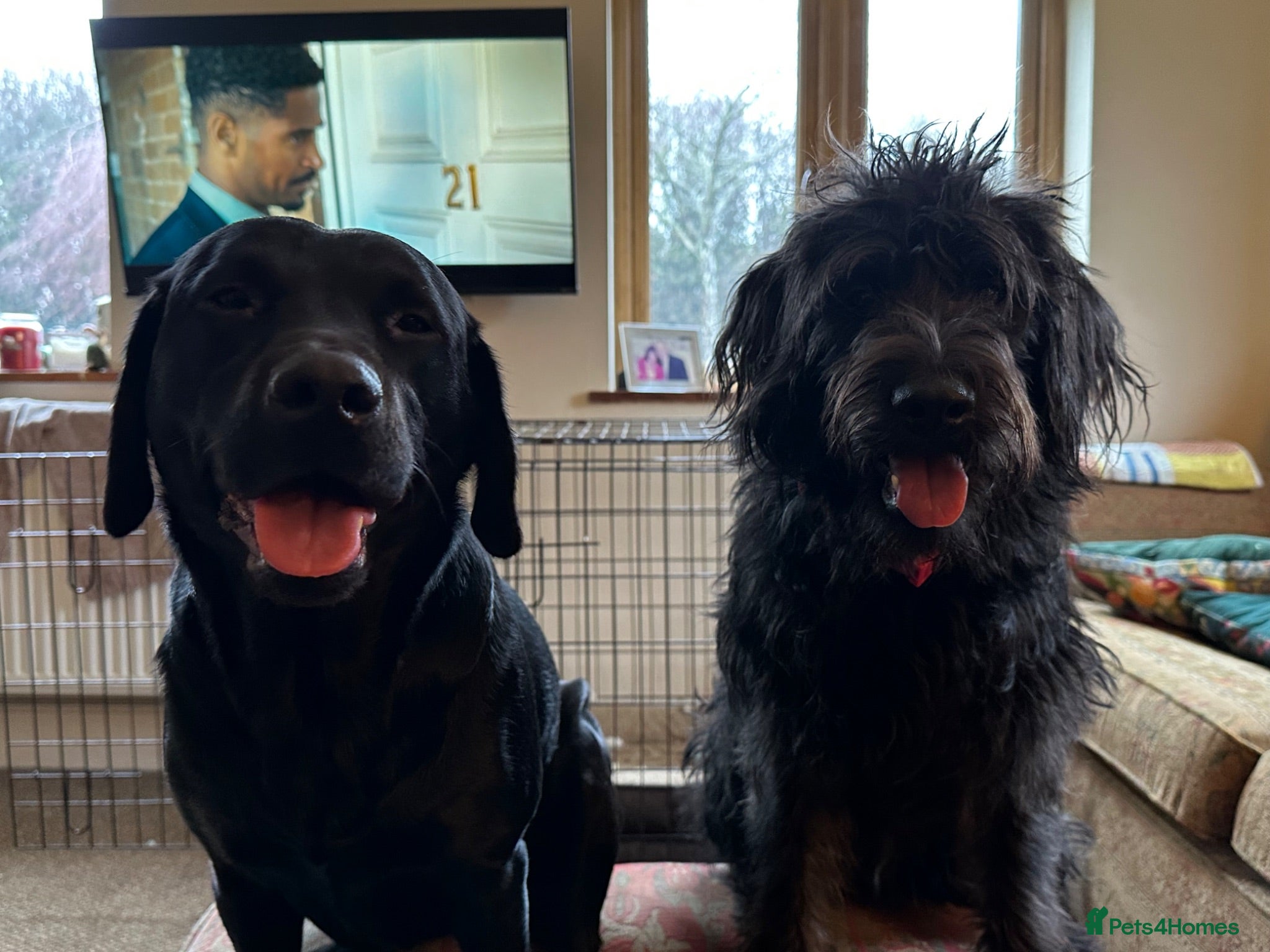 Labradoodle dogs Beautiful happy labradoodle puppies Ready 15.07.26 - Advert 2
