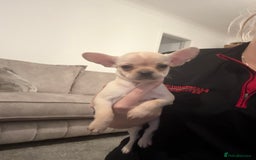 Mixed Breed dogs for sale: Frenchie x chihuahua pups - Image 4