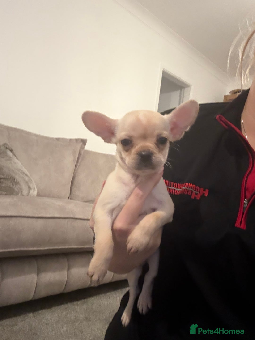 Mixed Breed dogs for sale: Frenchie x chihuahua pups - Image 4
