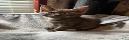 Mixed Breed cats for sale: British shorthair cross Maine coon  - Advert 8