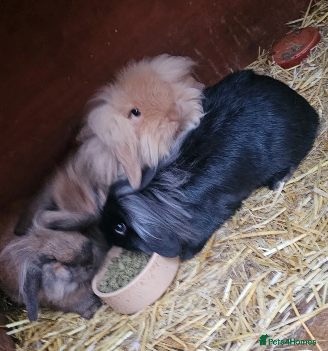 Mixed Breed rabbits for sale: Long haired boy rabbit for sale - Advert 2
