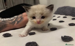 Ragdoll cats for sale: Ragdoll kittens  - Image 20