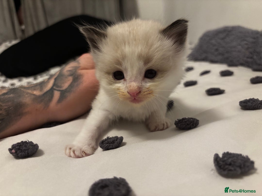 Ragdoll cats for sale: Ragdoll kittens  - Image 20