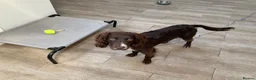 Cocker Spaniel dogs for sale: 1 year old English Cocker Spaniel in Manchester - Advert 5