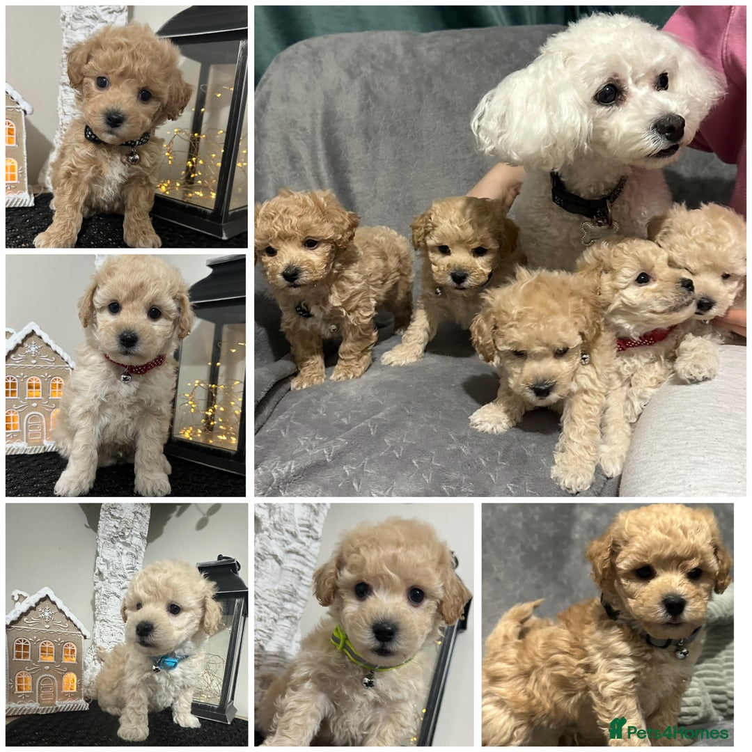 Maltipoo dogs for sale: Gorgeous F1 Toy Maltipoo Puppies  - Advert 1
