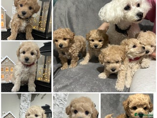 Maltipoo dogs Gorgeous F1 Toy Maltipoo Puppies - Advert 1