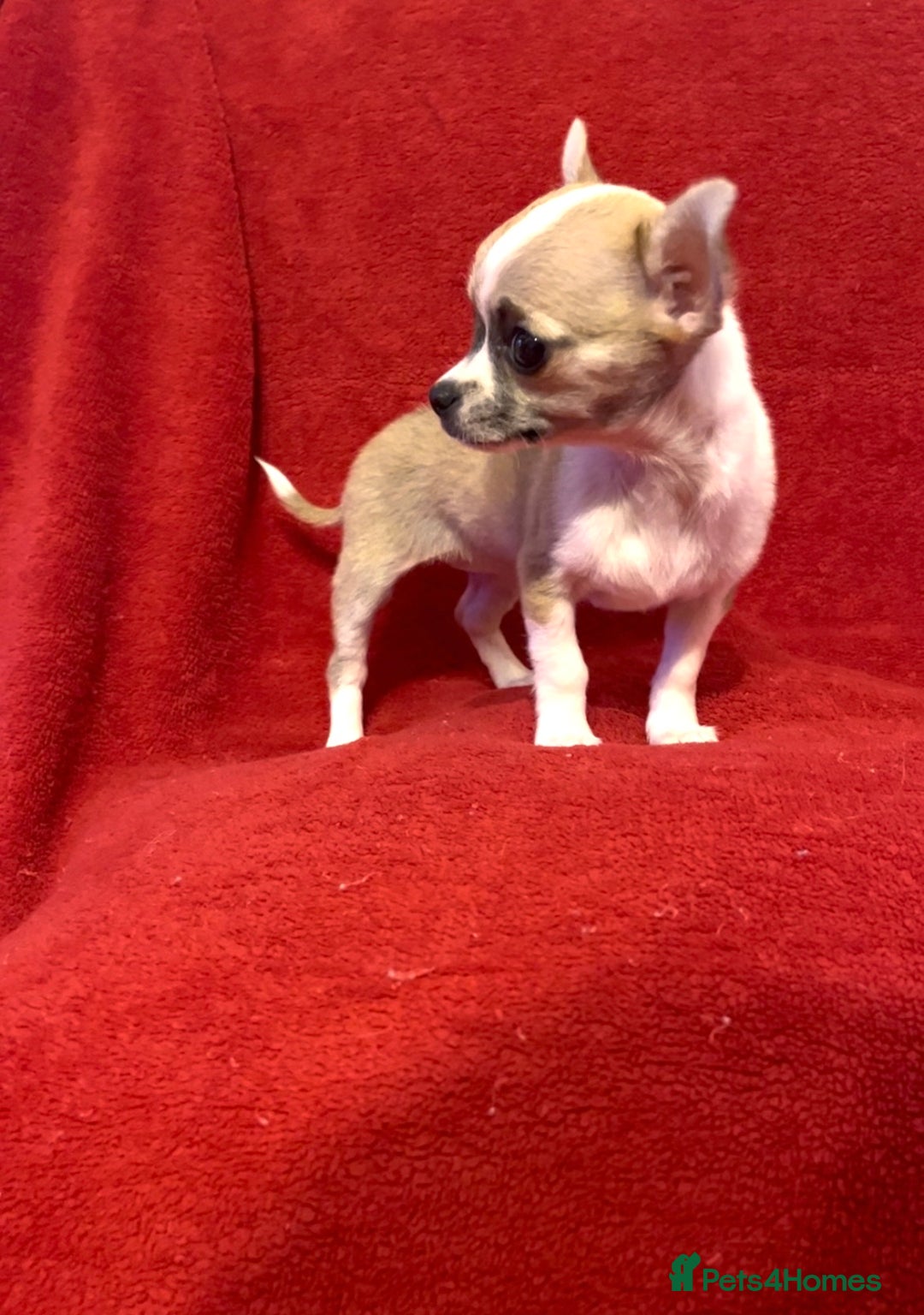 Chihuahua dogs for sale: Chihuahua Puppy - Advert 5