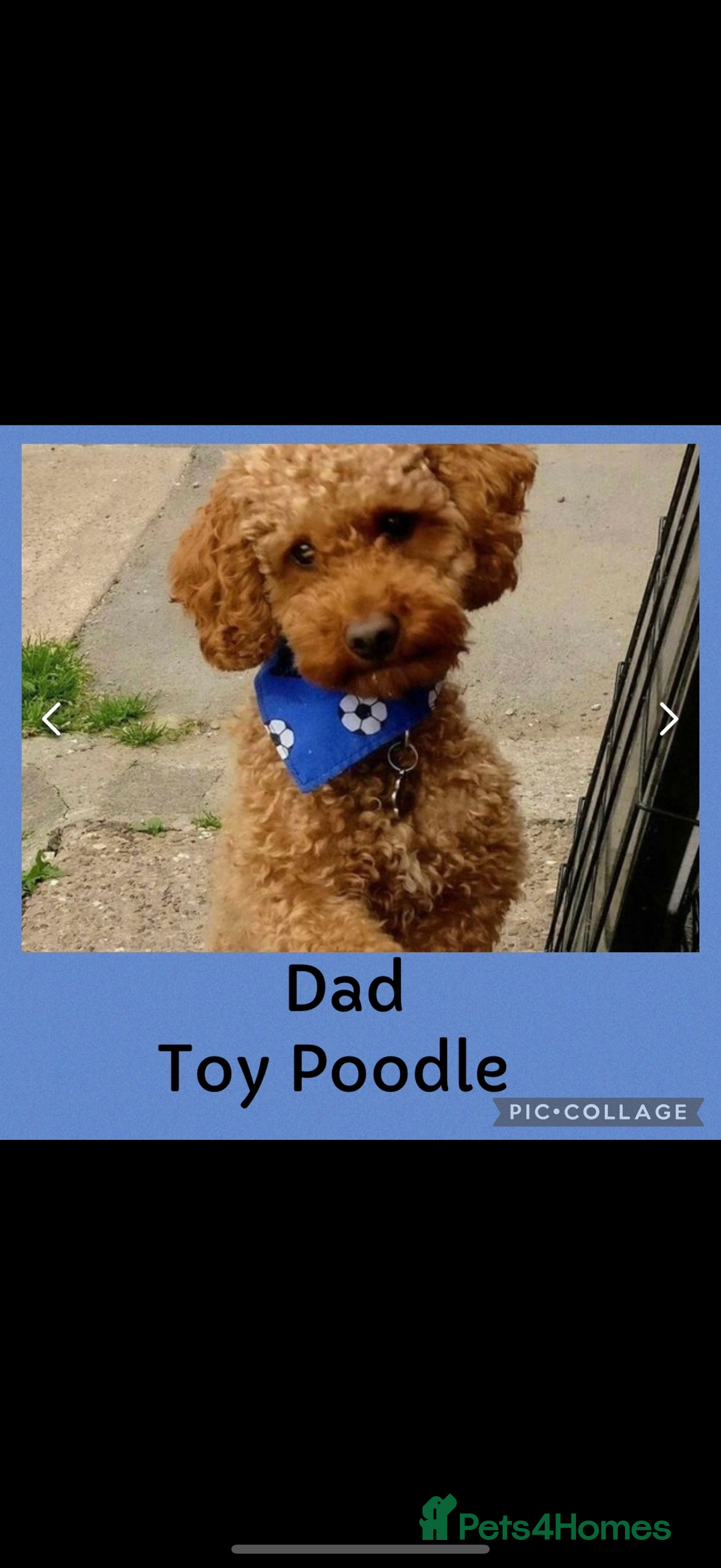 Cavapoo dogs for sale: Beautiful F1 Cavapoos - Advert 8