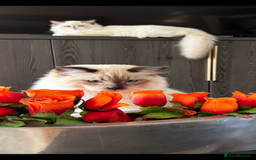 Ragdoll cats for sale: TICA DNA tested 5 Gen Pedigree  - Image 11