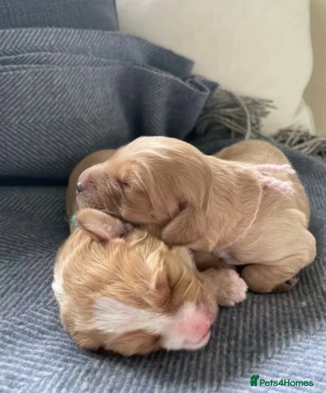 Labradoodle dogs for stud: Multigen/F3b Labradoodle Stud in Calne - Advert 12