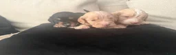 Cockapoo dogs for sale: Beautiful F1B cockapoo puppies  in Wolverhampton - Advert 7