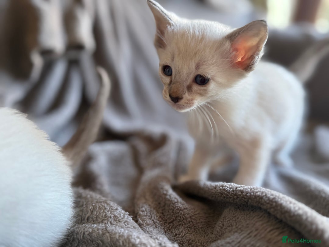 Ragdoll cats for sale: Ragdoll X Siamese - Image 10