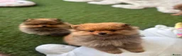 Pomeranian dogs for sale: STUNNING POMERANIAN PUPPYS  in Blackpool - Advert 3