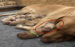Labrador Retriever dogs for sale: 🐾 Labrador Puppies some with copper colourings 🐾 - Image 26
