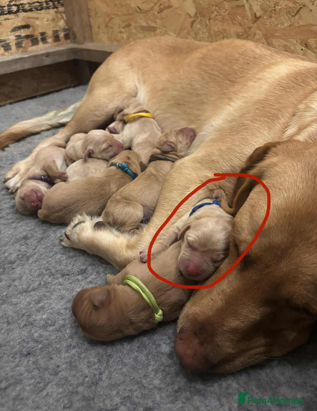 Labrador Retriever dogs for sale: 🐾 Labrador Puppies some with copper colourings 🐾 - Image 26