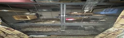 Chinchilla rodents for sale: Female Chinchilla & Cage - Advert 3